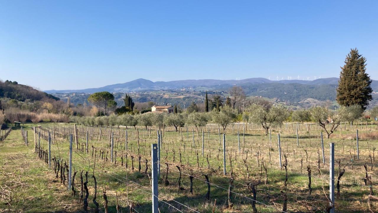 Le Giuncaie - Vigna Con Alloggio Montescudaio Bagian luar foto